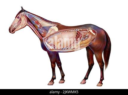Anatomie d'un cheval montrant les poumons, système digestif. Banque D'Images