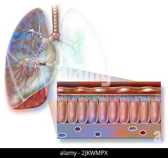 Muqueuse bronchique avec chorion, cellules épithéliales ciliées. Banque D'Images