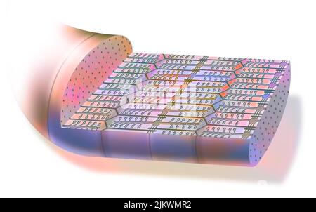 Myofibrill contracté, composé de myofilaments et de protéines, permettant la contraction musculaire. Banque D'Images