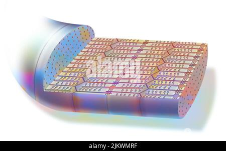 Myofibrill contracté, composé de myofilaments et de protéines, permettant la contraction musculaire. Banque D'Images