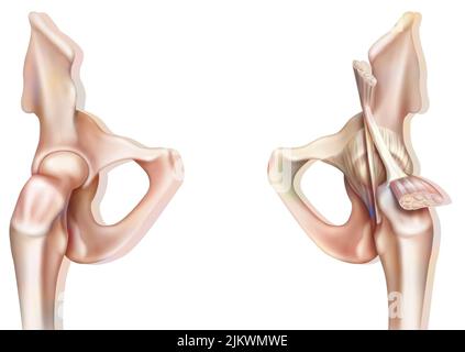Articulation osseuse de la hanche sans et avec la capsule de l'articulation coxofémorale. Banque D'Images