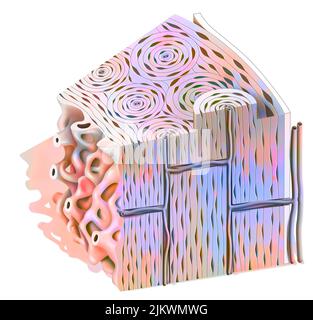 Structure osseuse : os spongieux montrant le tissu spongieux et compact. Banque D'Images