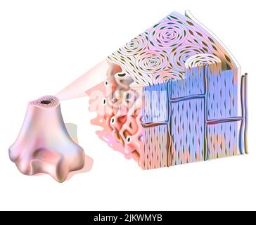 Structure osseuse : os spongieux montrant le tissu spongieux et compact. Banque D'Images