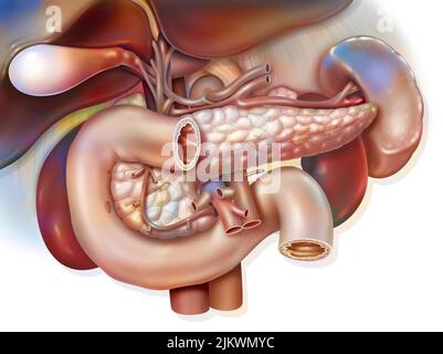 Système digestif humain : anatomie du bloc duodeno-hépato-pancréatique. Banque D'Images