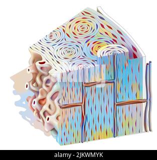 Structure osseuse : os spongieux montrant le tissu spongieux et compact. Banque D'Images