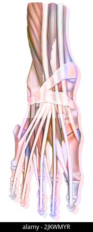 Anatomie de l'articulation de la cheville avec muscles, tendons. Banque D'Images