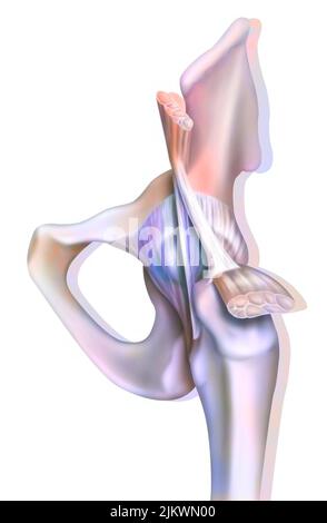 Anatomie de l'articulation coxofémorale (hanche) avec les muscles, les tendons. Banque D'Images