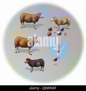 Expérience sur le clonage reproducteur vertical d'une chèvre (Dolly). Banque D'Images