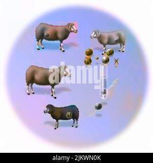 Expérience sur le clonage reproducteur vertical d'une chèvre (Dolly). Banque D'Images
