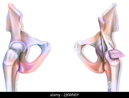 Articulation osseuse de la hanche sans et avec la capsule de l'articulation coxofémorale. Banque D'Images