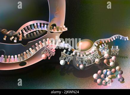 Transcription de l'ADN en ARN messager et sa traduction. Banque D'Images