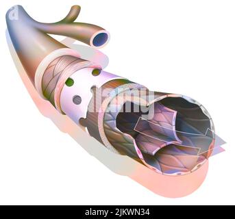 Anatomie d'une veine de grand calibre avec la tunica externe. Banque D'Images