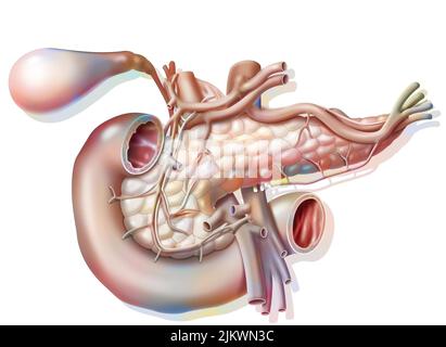Vascularisation du pancréas en vue antérieure avec vésicule et canal biliaire commun. Banque D'Images