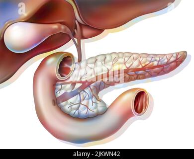 Anatomie du pancréas en vue antérieure avec vésicule biliaire et canal biliaire commun. Banque D'Images
