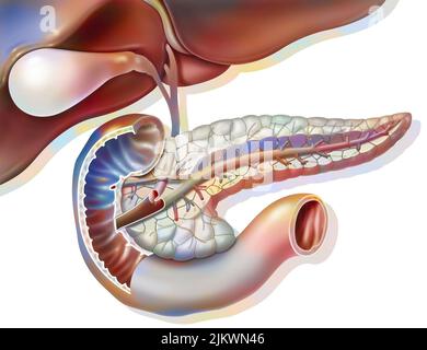 Anatomie transversale du pancréas avec vésicule biliaire et canal biliaire commun. Banque D'Images
