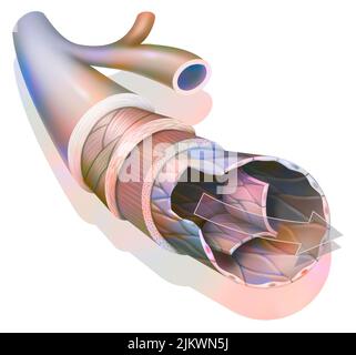 Anatomie d'une veine de calibre moyen avec la tunica externe. Banque D'Images