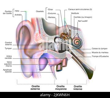 Anatomie de l'oreille interne montrant le tympan, la cochlée. Banque D'Images