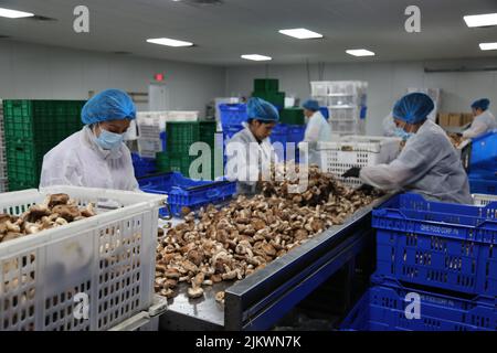 (220803) -- CUMBERLAND (É.-U.), le 3 août 2022 (Xinhua) -- les travailleurs trient les champignons shiitake avant des emballer à la ferme de champignons de Qihe, dans le comté de Cumberland, dans le New Jersey, aux États-Unis, sur le 30 juillet 2022. Le fournisseur chinois de champignons spéciaux Shandong Qihe Biological Technology Co., Ltd. Continuera d'étendre sa présence sur le marché américain en ajoutant plus de capacité de production et en étendant les chaînes d'affaires, selon un cadre en charge de l'exploitation de la société en Amérique du Nord. Qihe exploite des fermes de culture de champignons dans le comté de Cumberland, le New Jersey et Seattle de Washington avec une outp quotidienne Banque D'Images