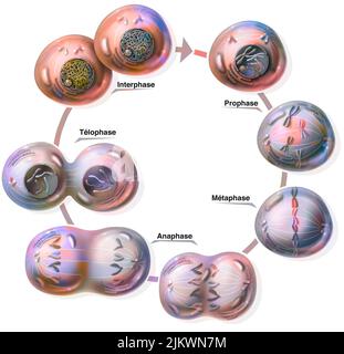 Différents stades de la mitose : prophase, métaphase, anaphase, telophase, interphase. Banque D'Images