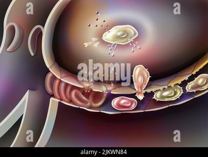 Incontinence valve veine saphène. Banque D'Images