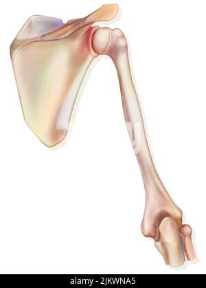 L'épaule et les os qui la constituent: Le scapula, l'humérus. Banque D'Images