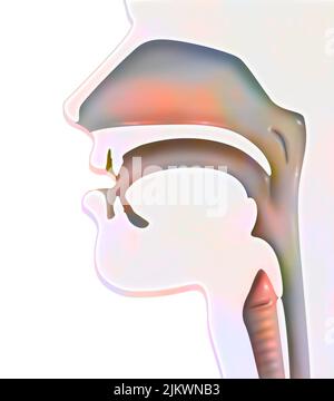 Représentation des voies aériennes (ENT) chez l'homme. Banque D'Images