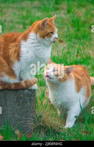 A vertical closeup of two bicolor cats in the yard. Stock Photo