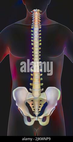 Colonne vertébrale composée de vertèbres (cervicale, dorsale, lombaire). Banque D'Images