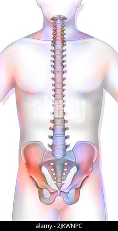 Colonne vertébrale composée de vertèbres (cervicale, dorsale, lombaire). Banque D'Images