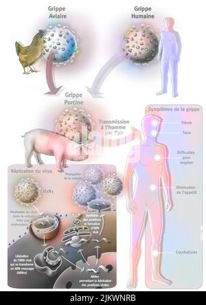 L'origine présumée de la grippe porcine ou de la grippe A. Banque D'Images