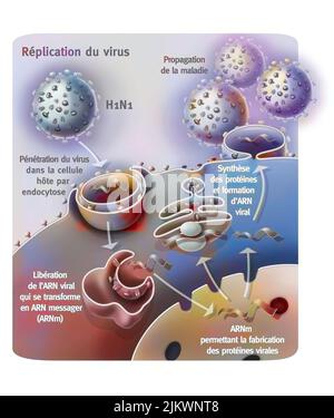 Pénétration et réplication du virus H1N1 par une cellule hôte. Banque D'Images