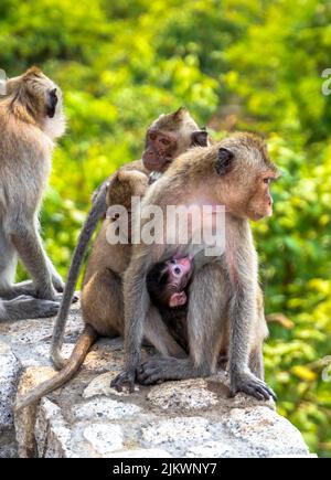 A vertical shot of a mother macaque with a baby sitting on a stone wall Stock Photo