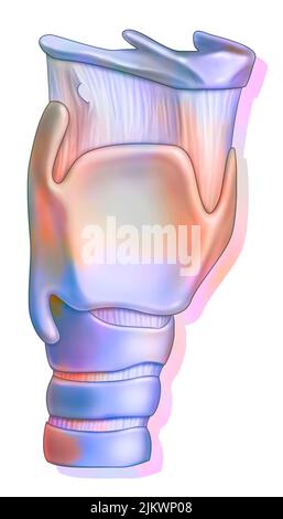 Larynx montrant l'os hyoïde, le cartilage de la thyroïde. Banque D'Images