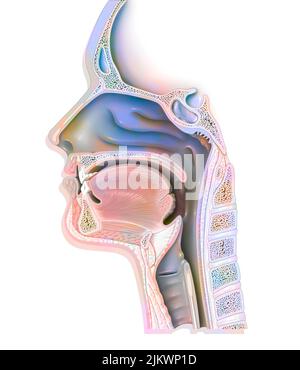 Voies aériennes supérieures montrant le larynx, épiglottis. Banque D'Images