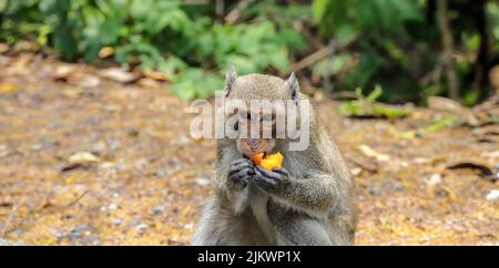 A macaque sitting on the ground and eating fruit Stock Photo