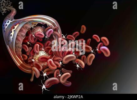 Histologie d'une artère : la paroi est composée de trois tuniques. Banque D'Images