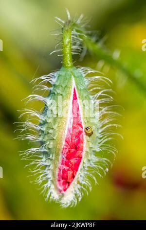 Une petite araignée verte sur un coquelicot au printemps Banque D'Images