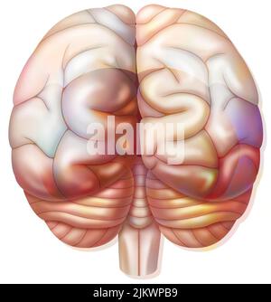 Cerveau avec occipital, pariétal, lobes temporaux, cervelet. Banque D'Images