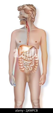 Anatomie du système digestif humain avec l'estomac, l'intestin grêle. Banque D'Images