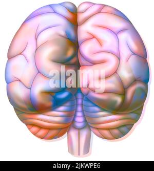 Les lobes occipitaux du cerveau dans la vue postérieure. Banque D'Images