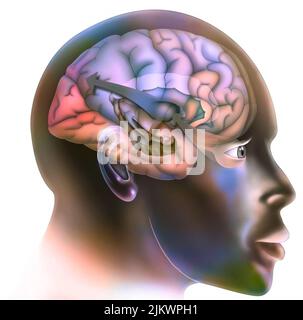 Première étape dans le fonctionnement du cerveau quand vous tombez amoureux. Le thalamus envoie l'information à l'hippocampe, ce qui lui permet de recoupement avec les souvenirs déjà vécus, c'est le même mécanisme que pendant un stress. Banque D'Images