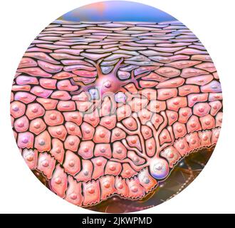 Épiderme de la couche basale à la strate corneum. Banque D'Images