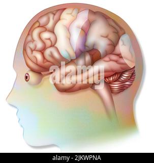 Cerveau humain avec des zones (langage, audition, vision) et des cortex (moteur, sensoriel). Banque D'Images