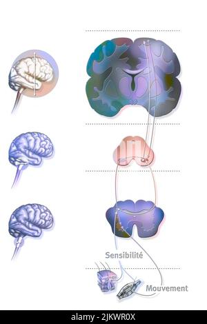 Boucle sensorimotor : contrôle des réactions du cerveau au moteur. Banque D'Images