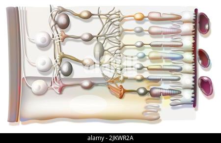 Zoom sur la structure de la rétine avec corps vitreux, membrane interne limitante, cellules de ganglion. Banque D'Images