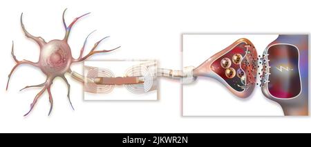 Transmission d'impulsions nerveuses avec un zoom sur la gaine de la myéline, le nœud de Ranvier et la synapse. Banque D'Images