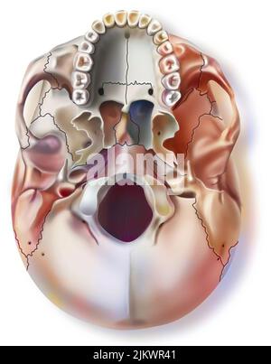 Vue inférieure du crâne humain avec la mâchoire supérieure. Banque D'Images