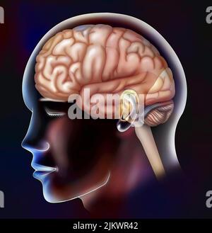 Les lobes du cerveau : frontaux, pariétaux, temporaux et occipitaux. Banque D'Images