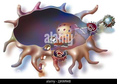 Fabrication de pièces du virus du SIDA par un macrophage après vaccination. Banque D'Images