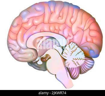 Section sagittale médiane du cerveau avec cervelet début du tronc cérébral. Banque D'Images